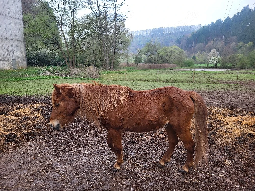 Junge Ponystute (Braun) als Beistellpferd