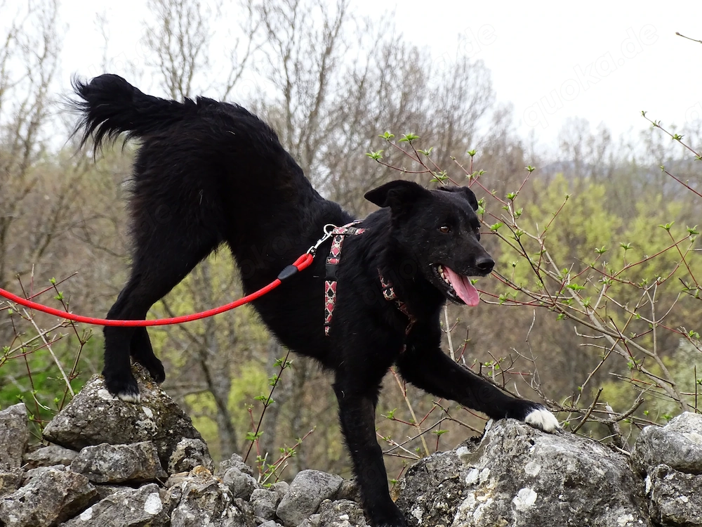 Kleine Schäferhund Collie Hündin 12Mon12kg45cm Hundesport geeignet AGIL KINDERLIEB