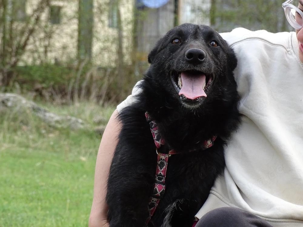 Kleine Schäferhund  Collie Hündin 10Mon10kg43cm Hundesport geeignet AGIL KINDERLIEB