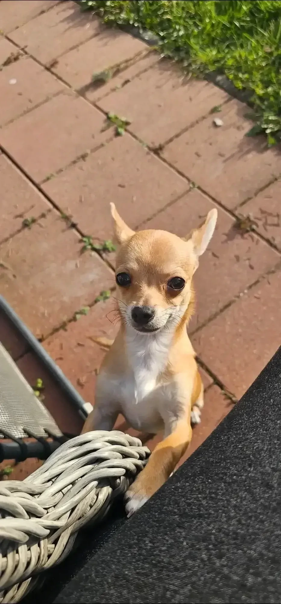 Chihuahua Rüde 7 Monate alt 