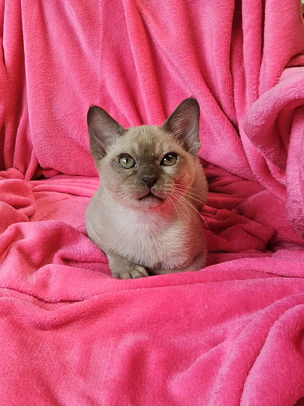 Burma Kitten mit Stammbaum, Burmese, wenig haarende Katzen, Baby Katze# bkh, bengal, russisch blau