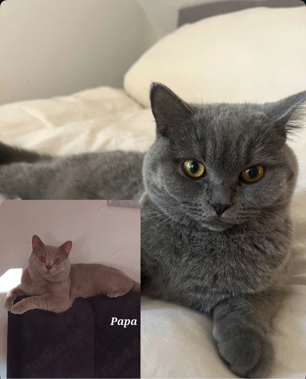 Wurfankündigung BKH Kitten 