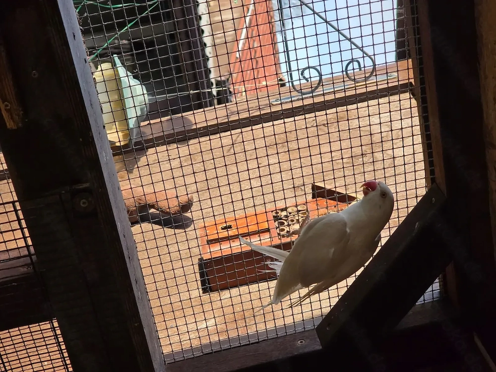 Guten Tag wir geben sehr schöne Halsbandsittiche in gute Hände.