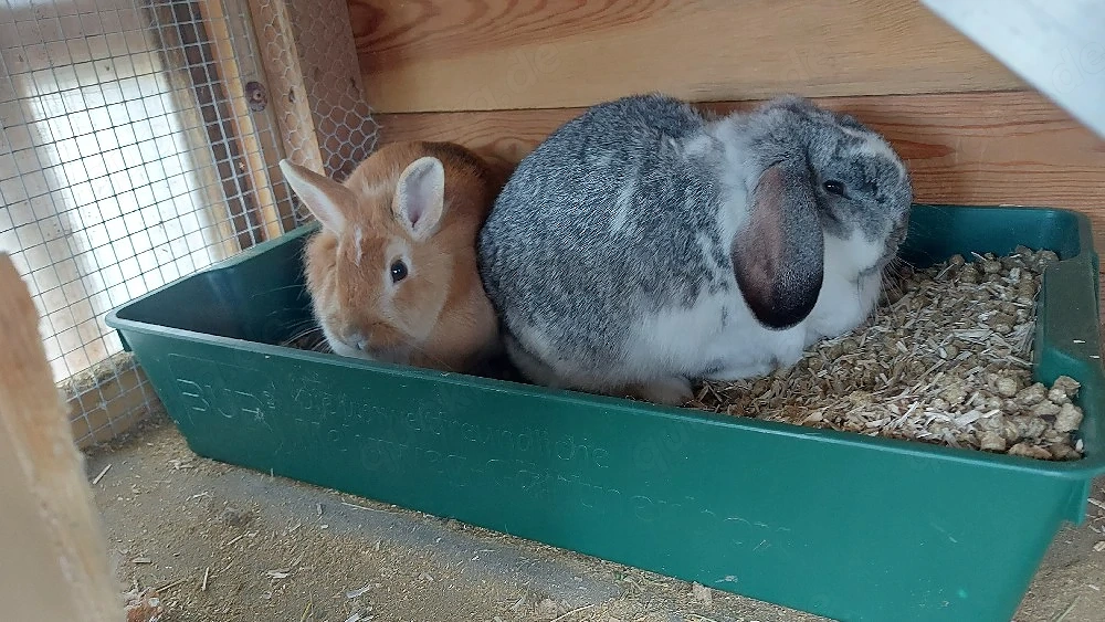 zwergkaninchen  abgeben 