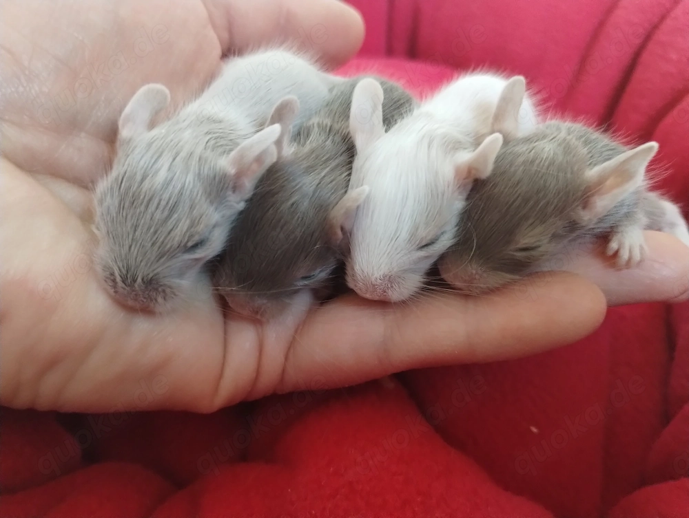 Super süßer Degu Nachwuchs:Sonderfarben:Schoko-Schecken,Liac suchen demnächst Heugeber!