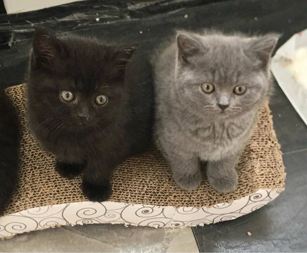 Britisch kurzhaar Kitten