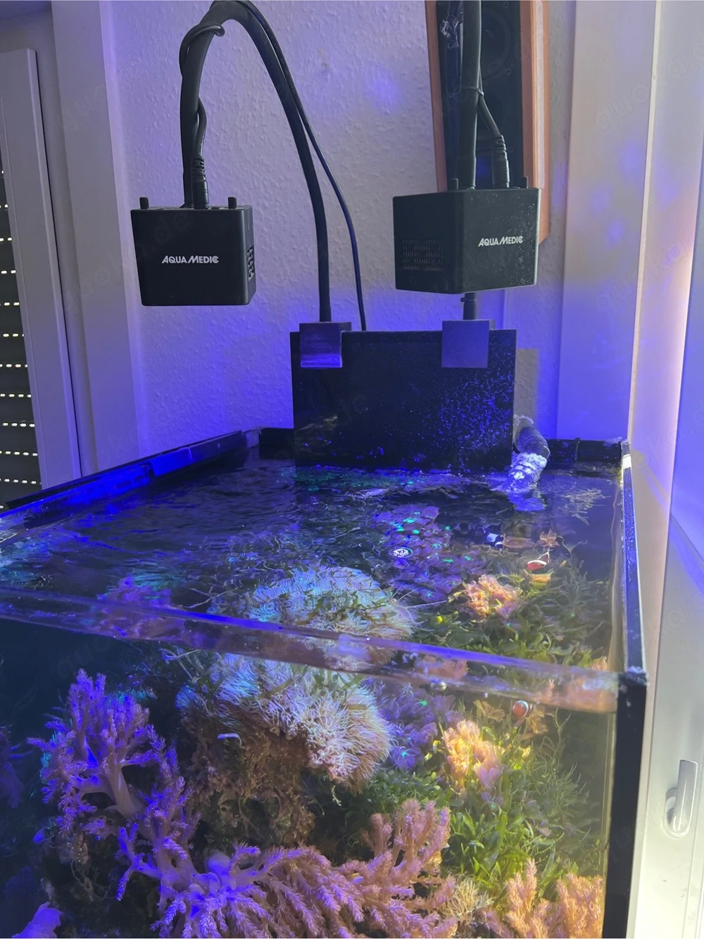 Meerwasser Aquarium komplett 