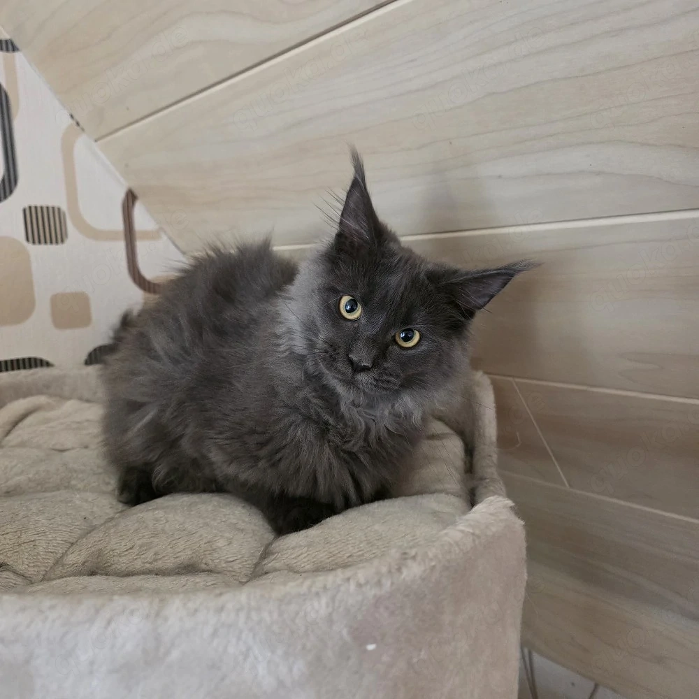 Maine coon kitten