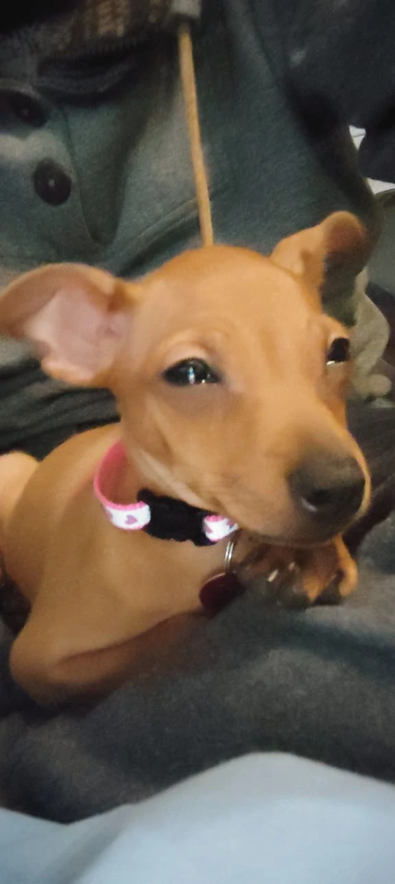 zwergpinscher Weibchen 