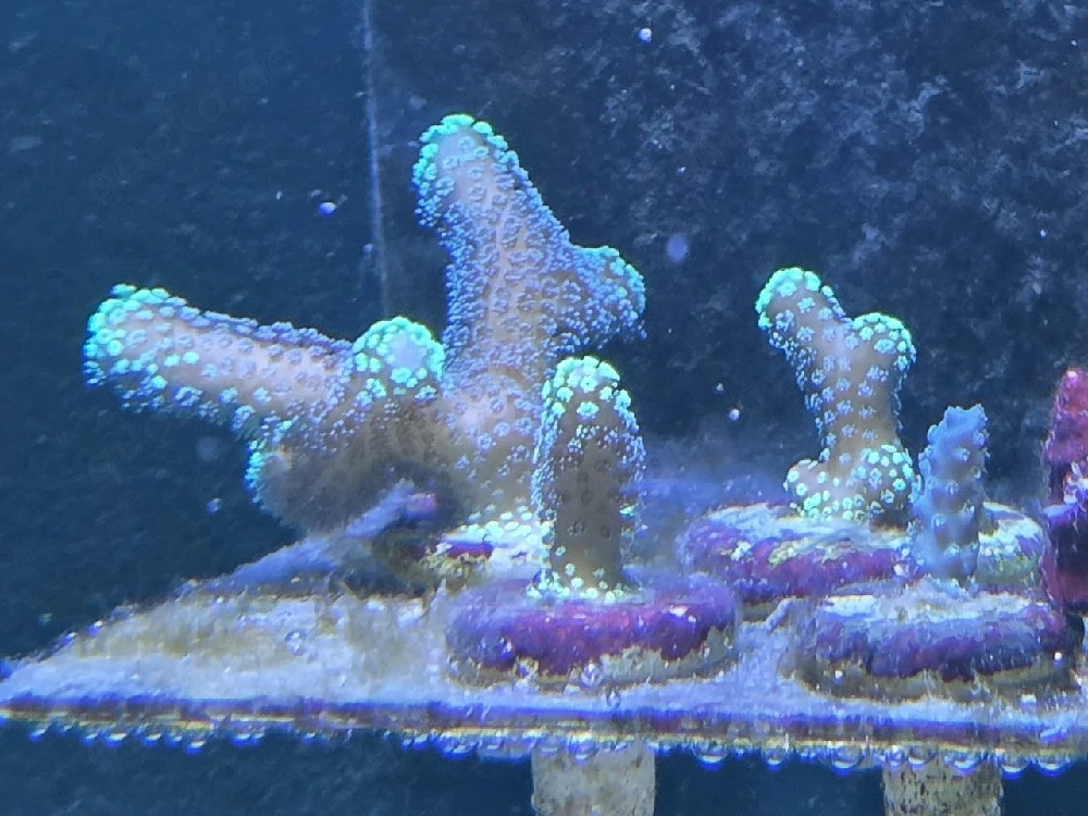 Stylophora Grün - Meerwasser Korallen