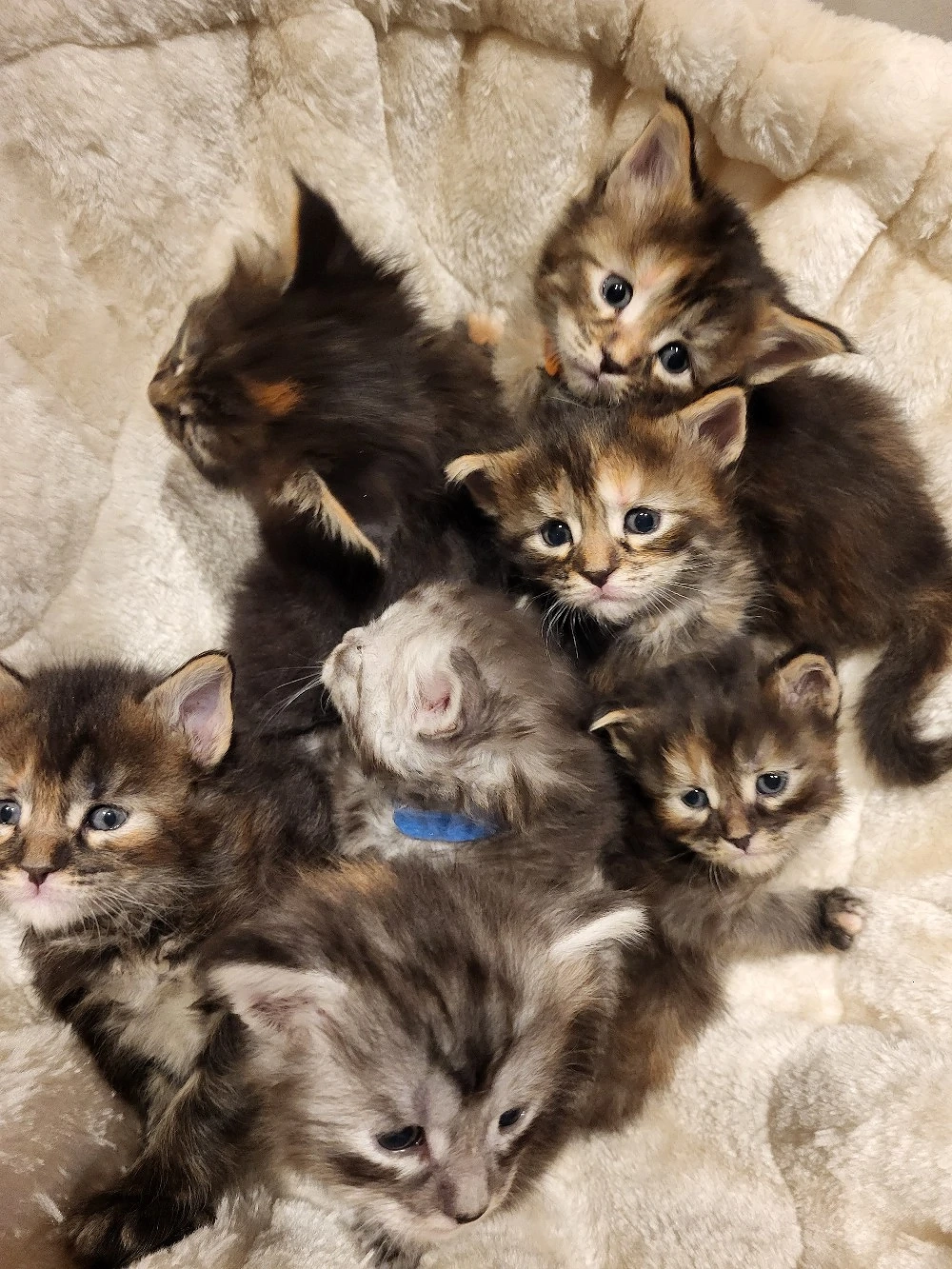 Xxl  Coonikitten mit Champions in der Abstammung 