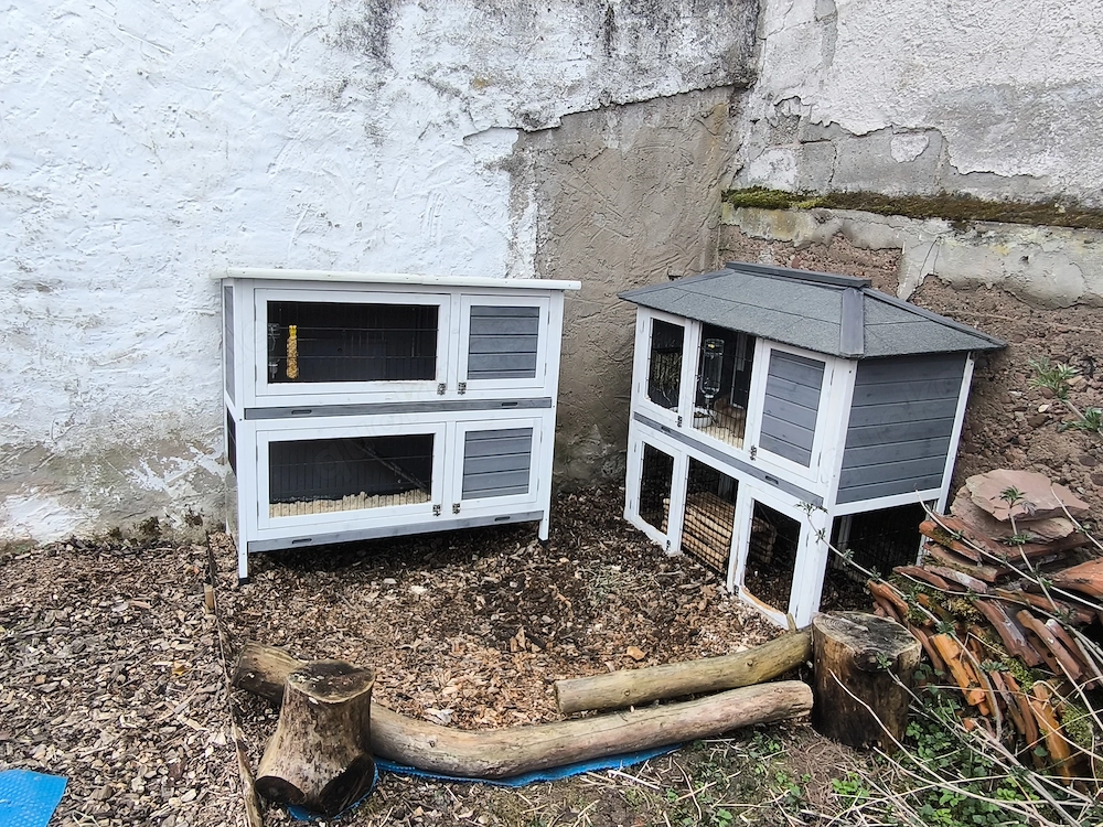 Kaninchen und Meerschweinchen 