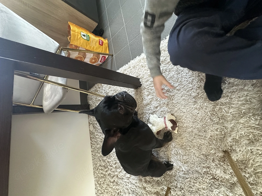 Französische Bulldogge 3,5 Jahre 