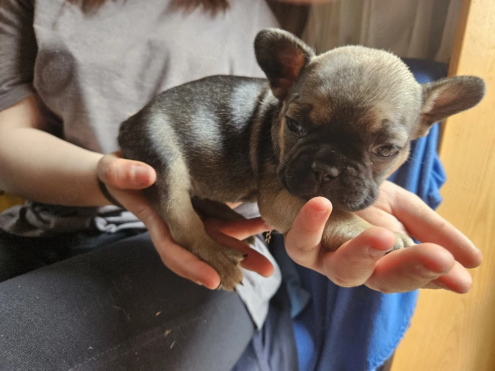 Welpen Französische Bulldogge  