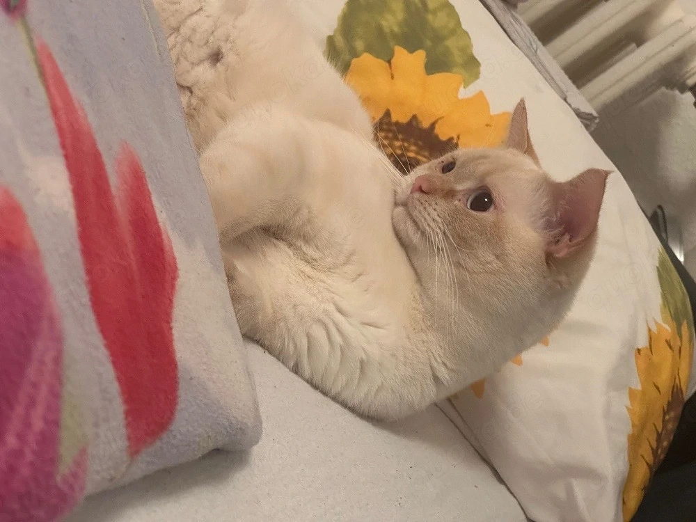 BKH Siam Mix zu verkaufen 