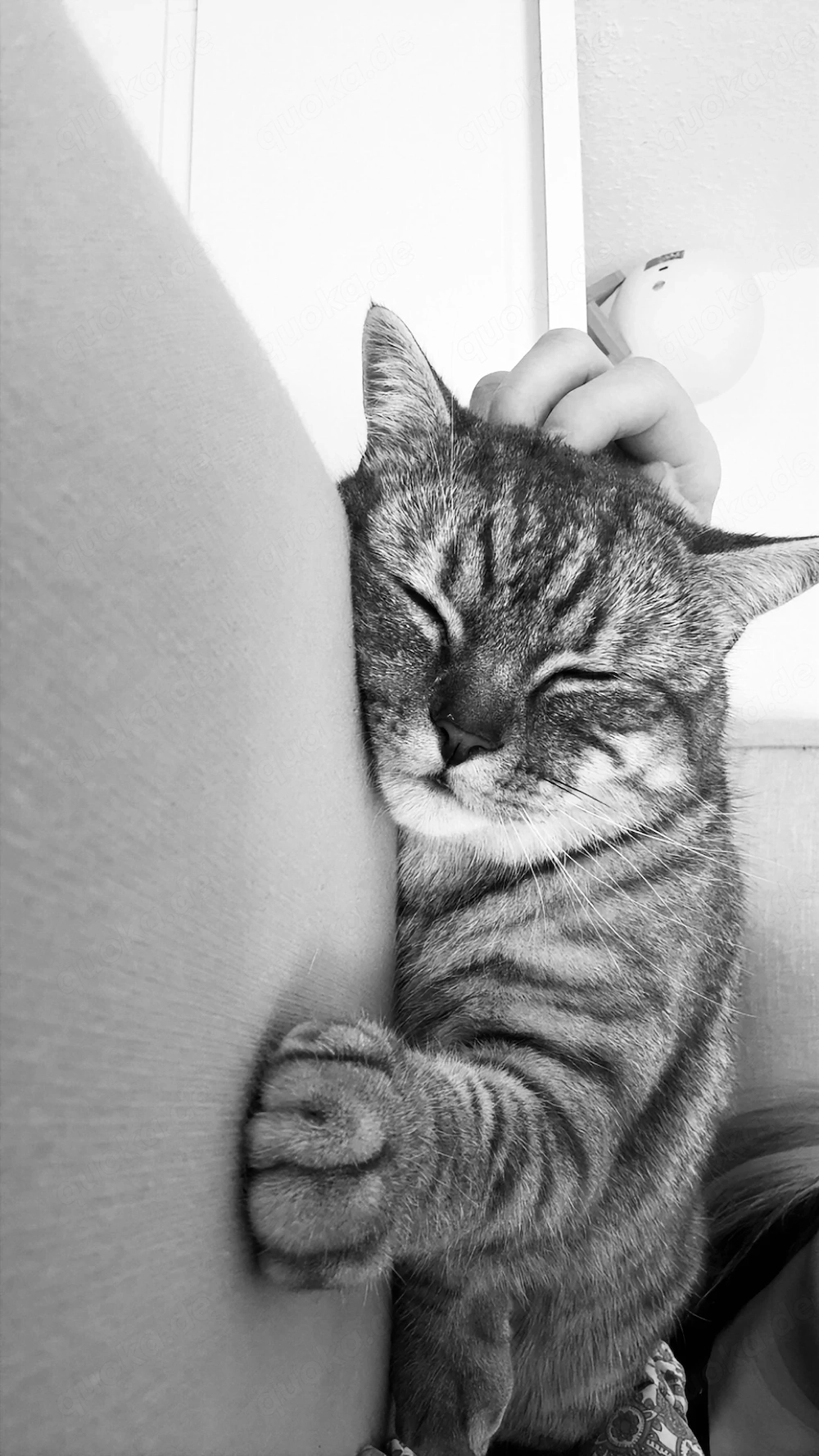 Schmusekater sucht neues Zuhause