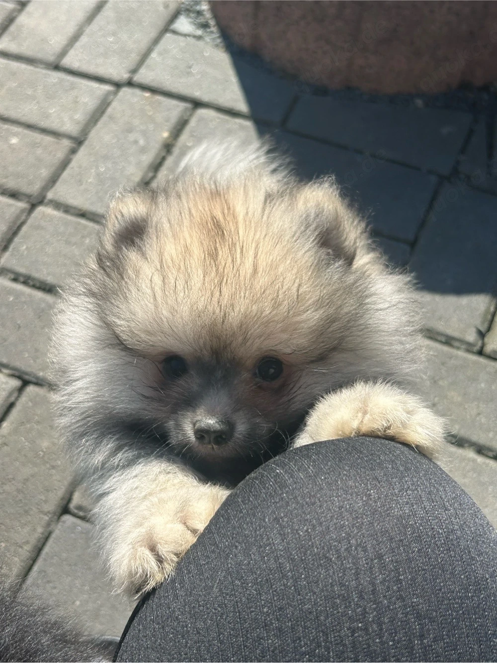 süsser merle pomeranien darf jetzt in ein neues zu hause ziehen