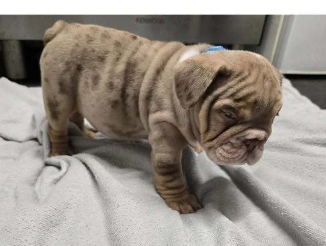entzückende englische Bulldoggenwelpen zu verkaufen