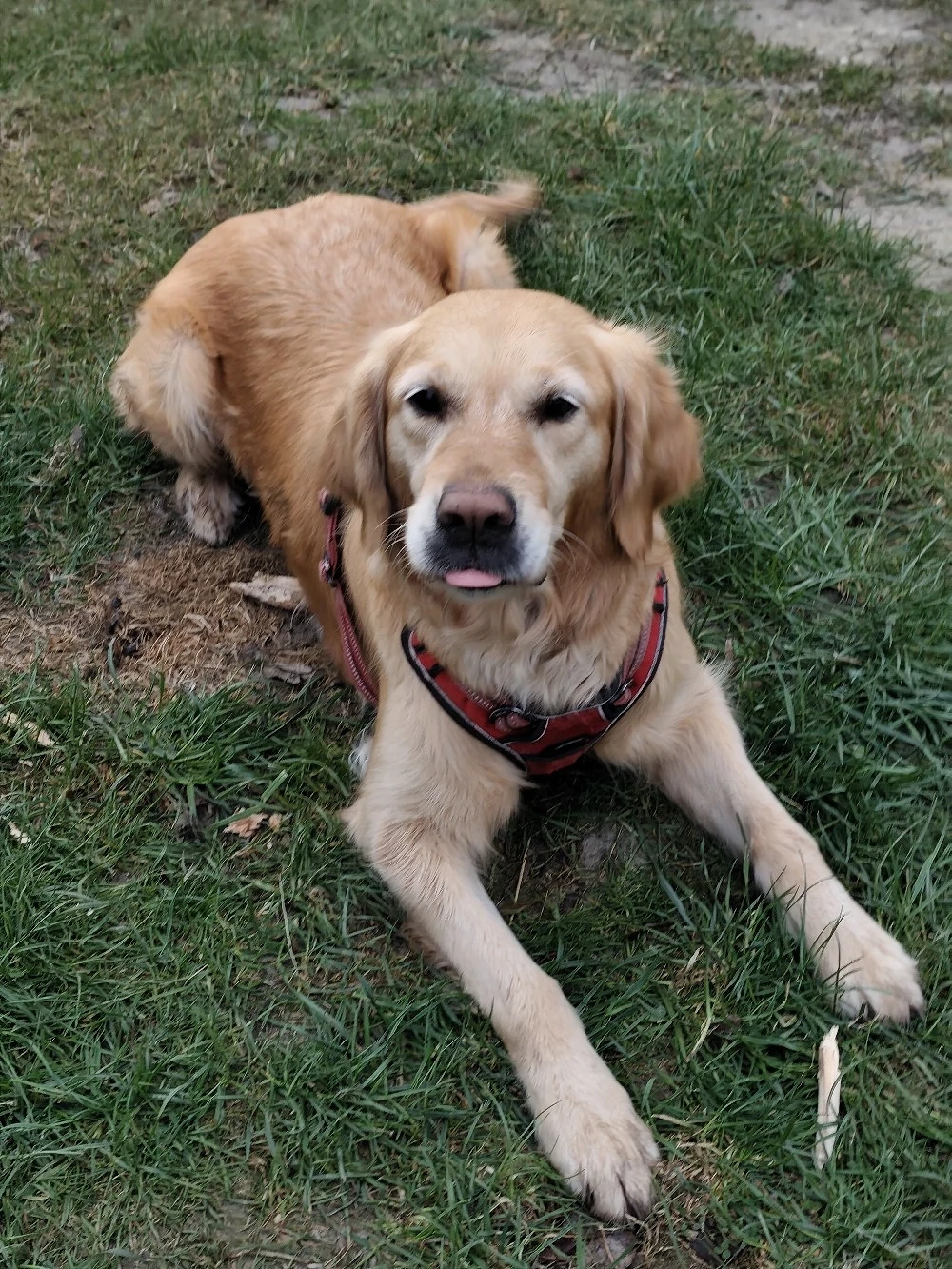 Deckrüde gesucht - Golden Retriever 