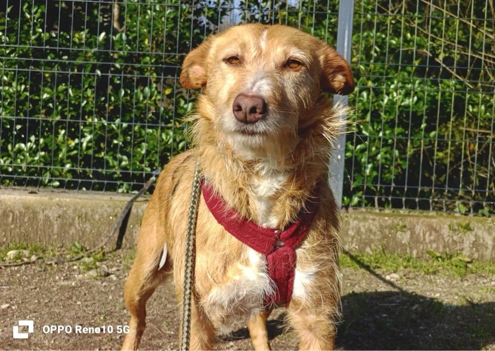 Unsere zarte Seele LEYA sucht ein liebevolles Zuhause 