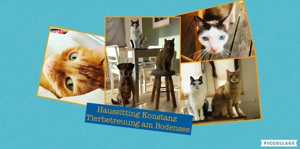 Biete Tierbetreuung in Konstanz und im Thurgau Schweiz an
