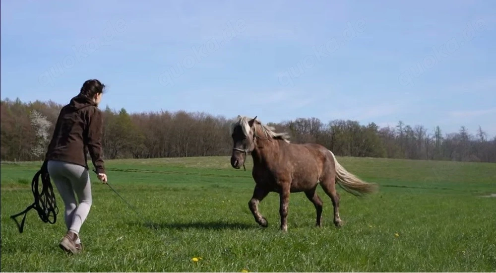 Mobiler Reitunterricht, Bodenarbeit, Freiarbeit