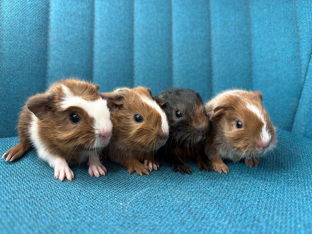 Meerschweinchen Babys