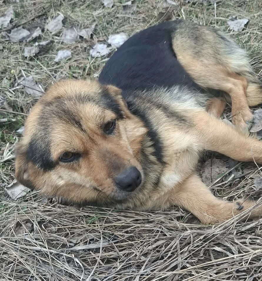 Ayla sucht ihre Menschen für immer