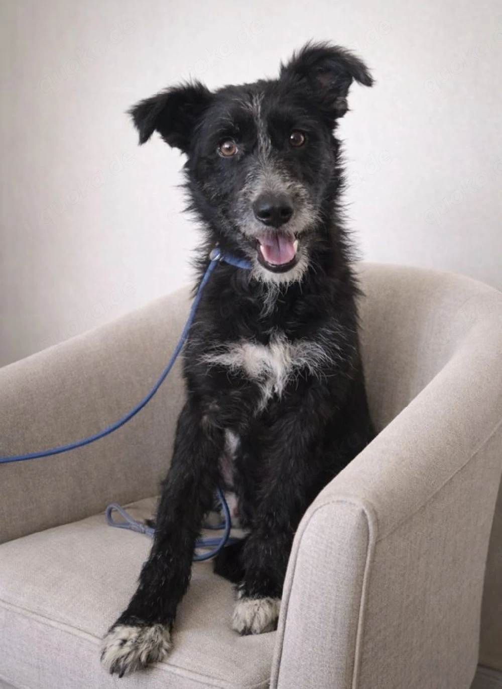 Kessy - kesse Lady sucht Zuhause!