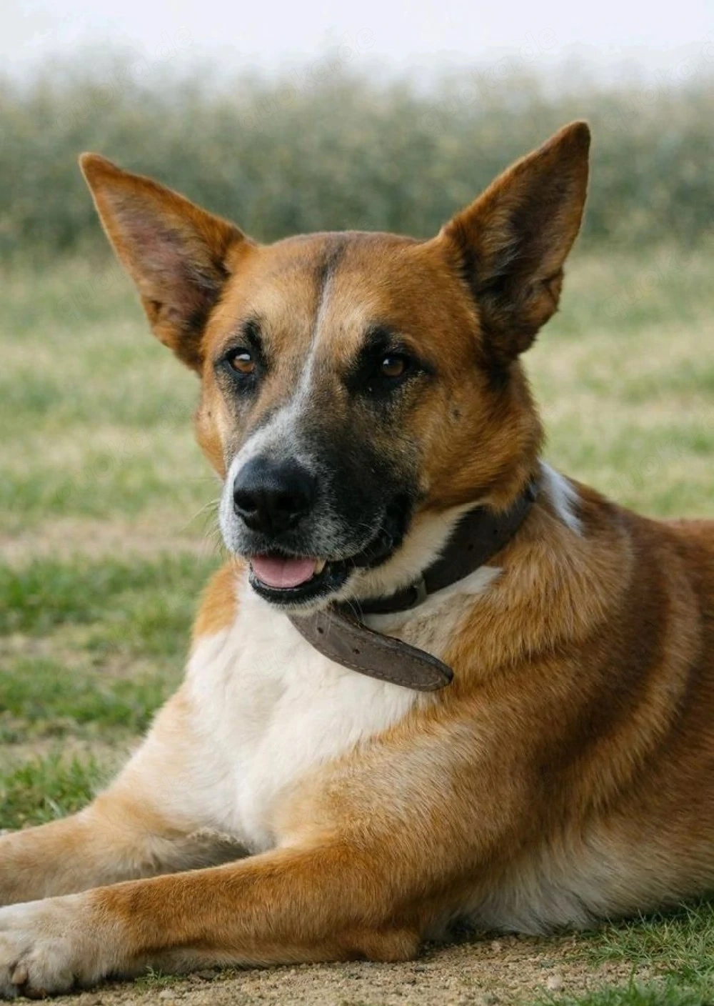 Hera - Mali Mix sucht Erfahrene Hände!