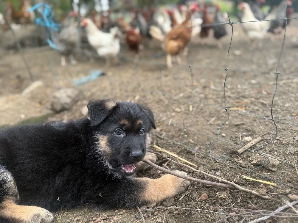 welpe sucht  zuhause ( schäferhund )