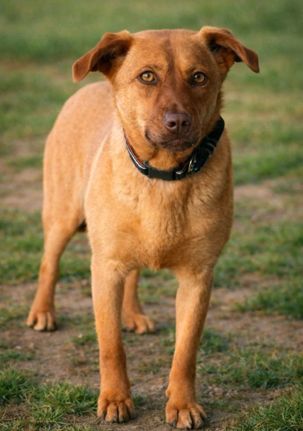 Millie - sanfte Hündin sucht Liebe!