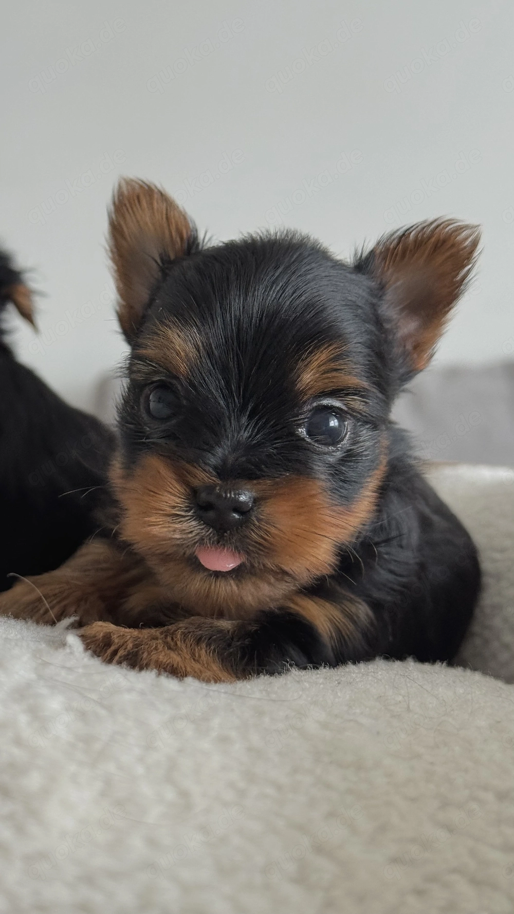  Yorkshire-Terrier Welpen