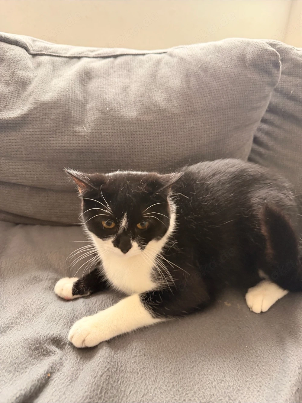 tuxedo mix