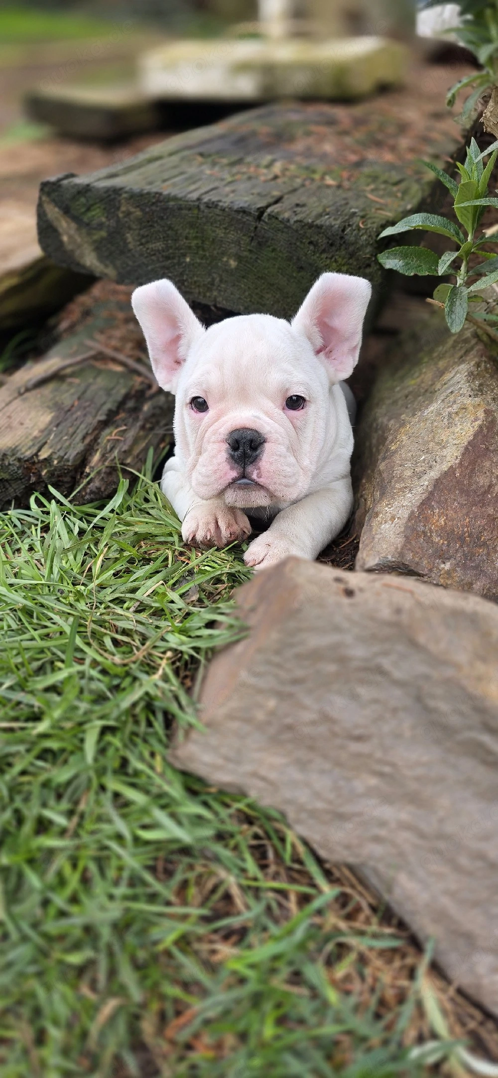 Vollständig geimpft New English Bulldog 