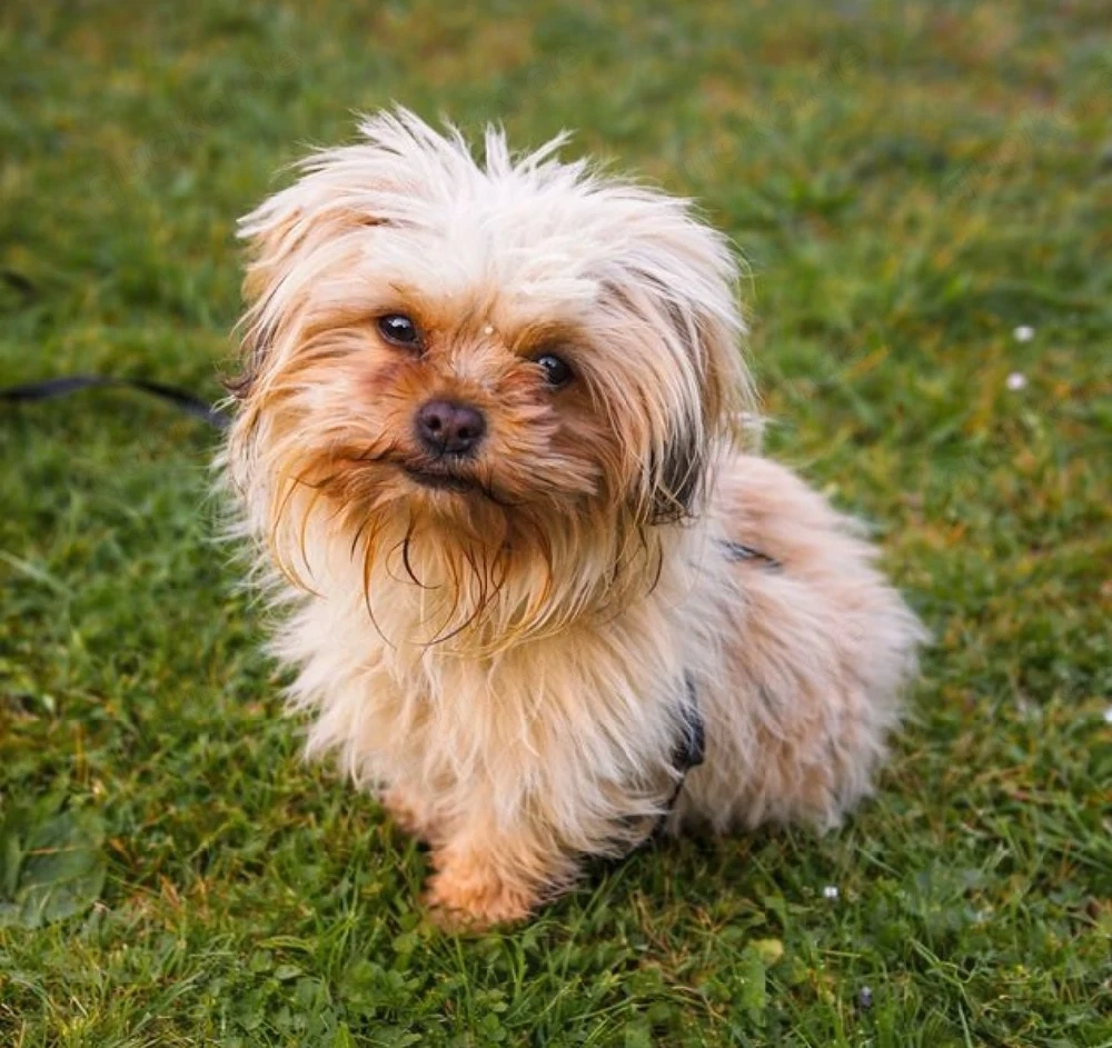 Ruby - Flauschball auf 4 Pfoten!