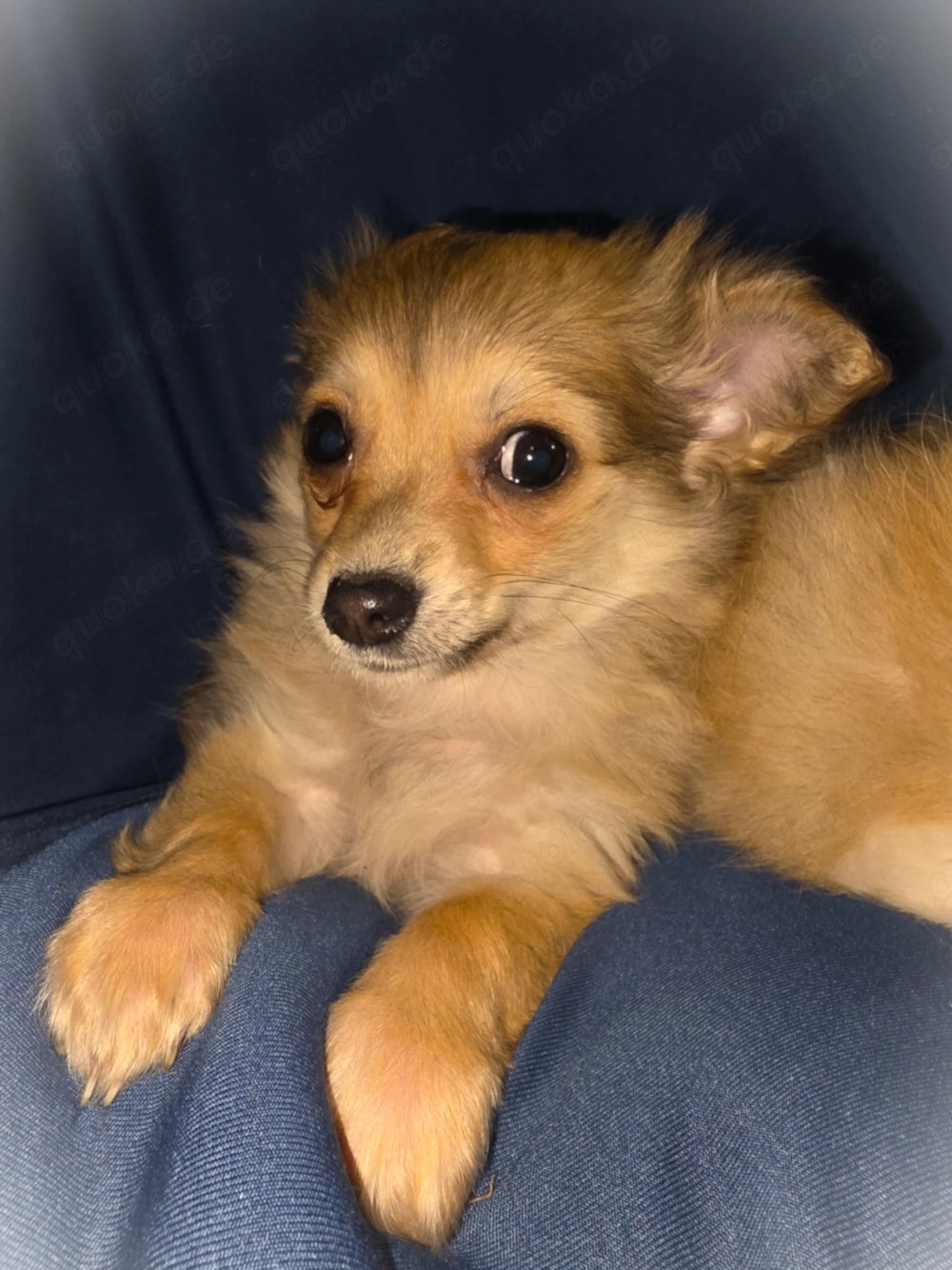 Chihuahua - Welpen ( Langhaar )