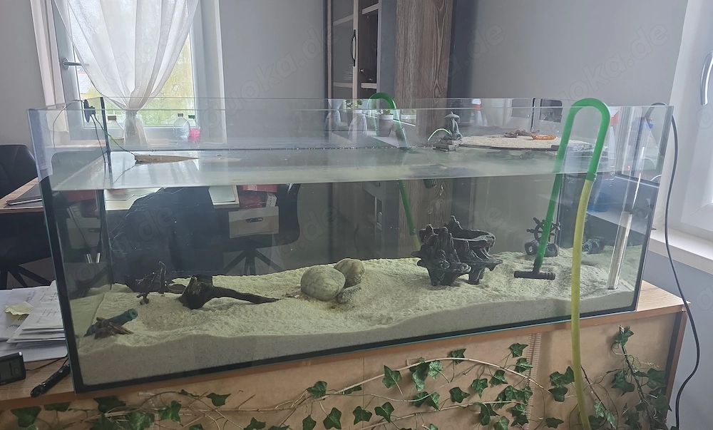 Rotbuchspitzkopfschildkröte mit Aquarium mit Inhalt 