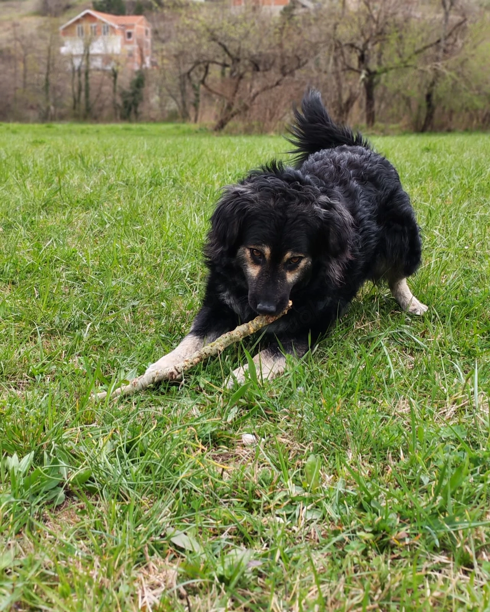 Kleine Hütehund Mix Hündin 3j43cm15kg KINDERLIEB bundesweit ausreisebereit 