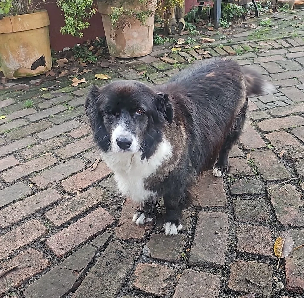 Gnadenplatz für Max gesucht 