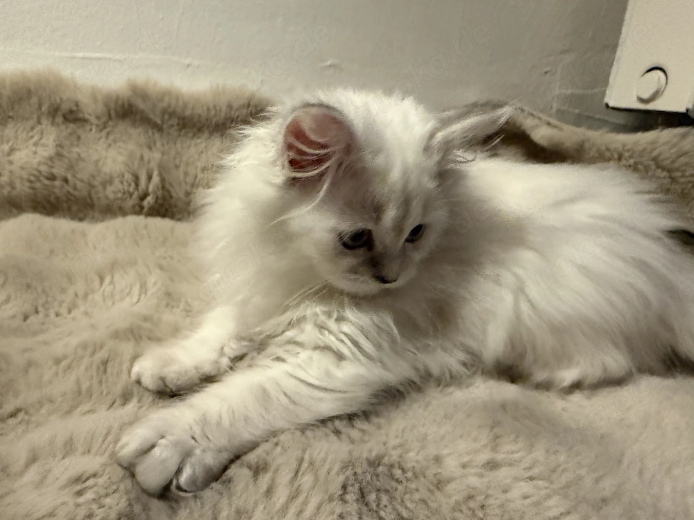 Babykätzchen sucht ein liebevolles Zuhause