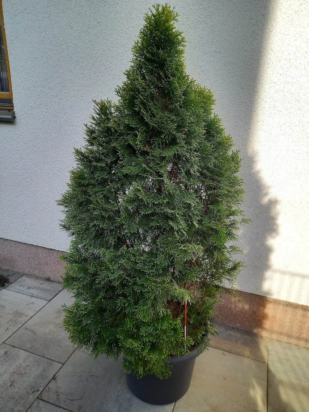 2 Stck Edel - Thuja mit gelbgrün geflammter Belaubung