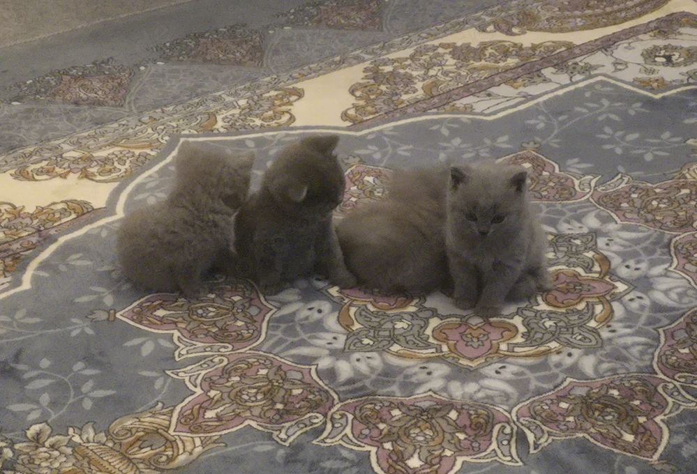 Reinrassige BKH katzenbabys 