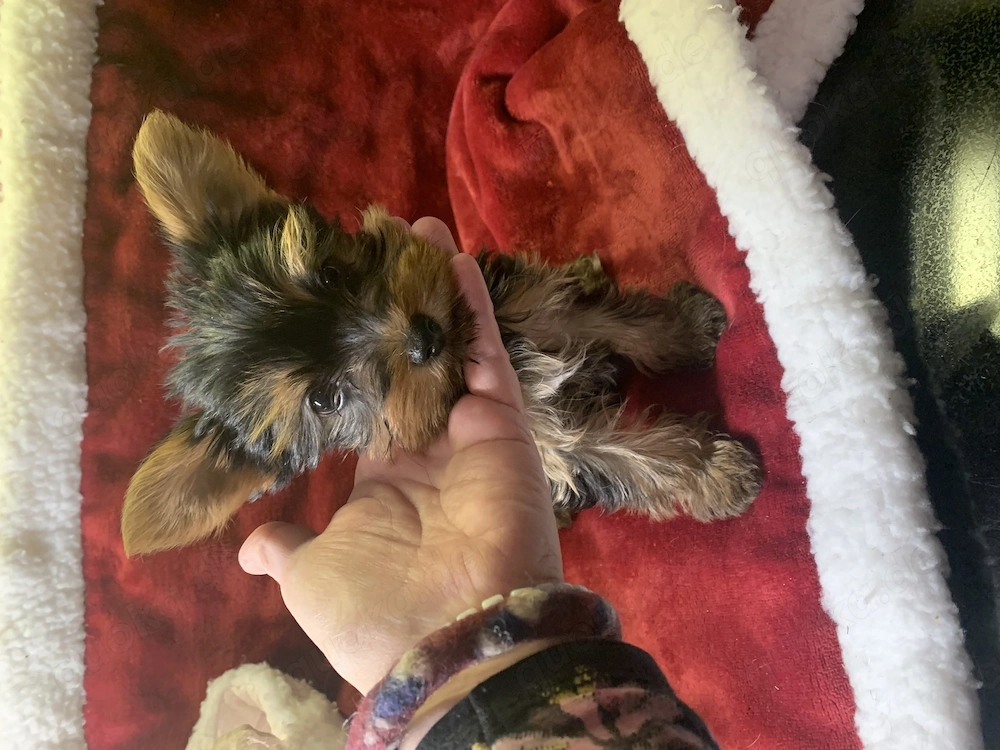 Yorkshire Terrier Welpen exklusiv 