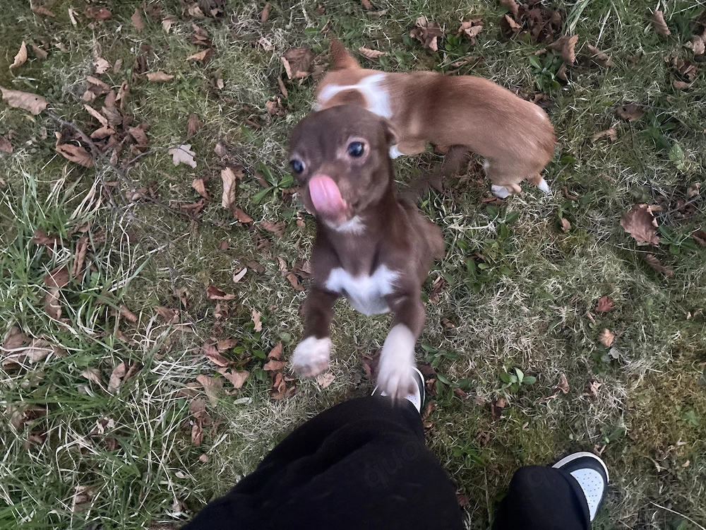 Chihuahua Welpen Wuderschöne mini Kärlchen mit riesigen Herzchen 