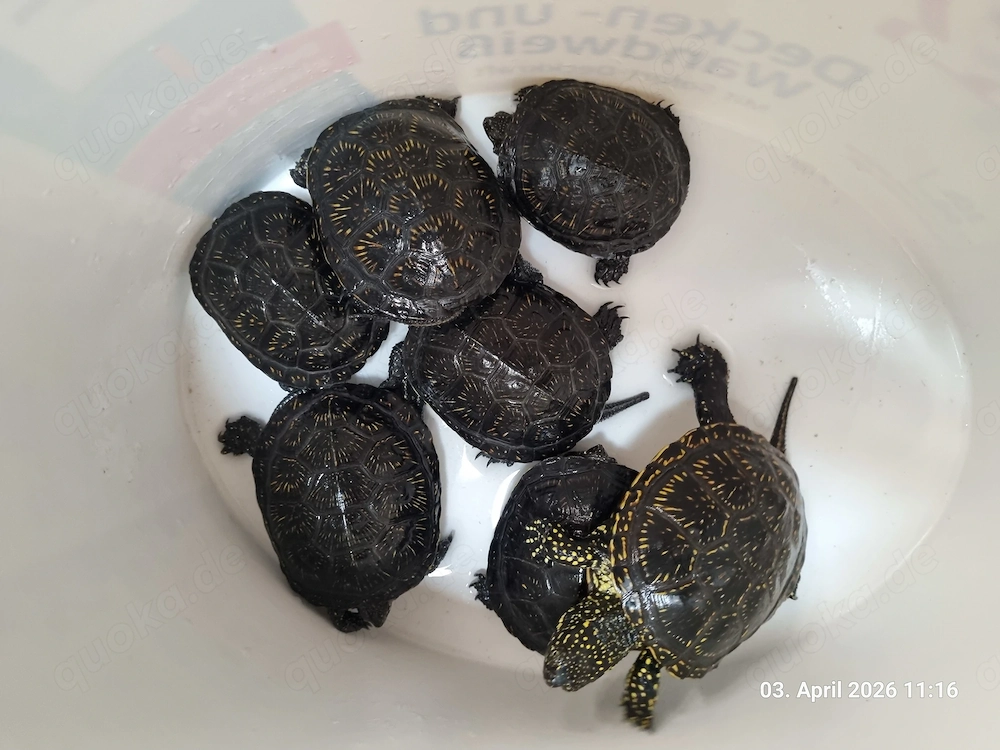 Suche Wasser- und Sumpfschildkröten 