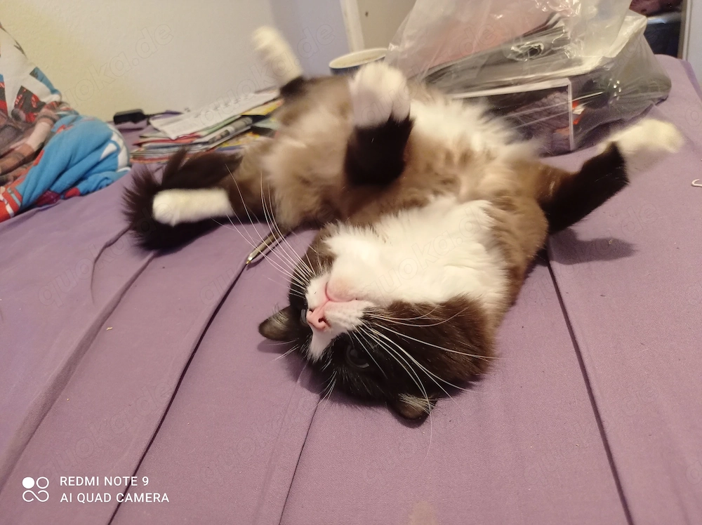 Ragdoll mit Stammbaum 