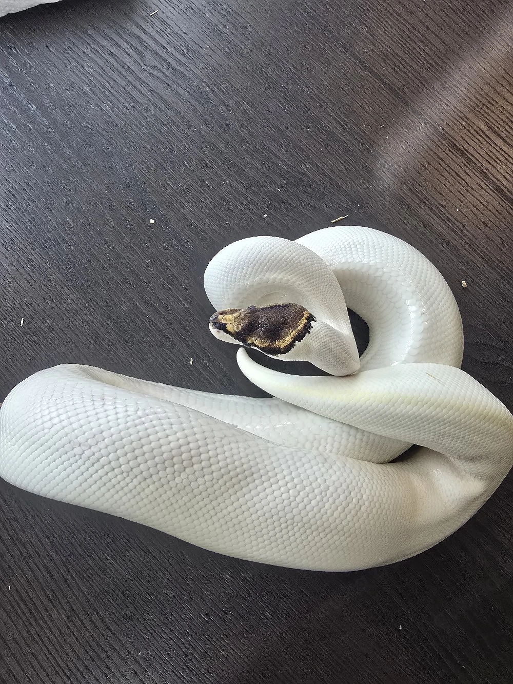 Königspython Enchi Ivory paradox 0.1