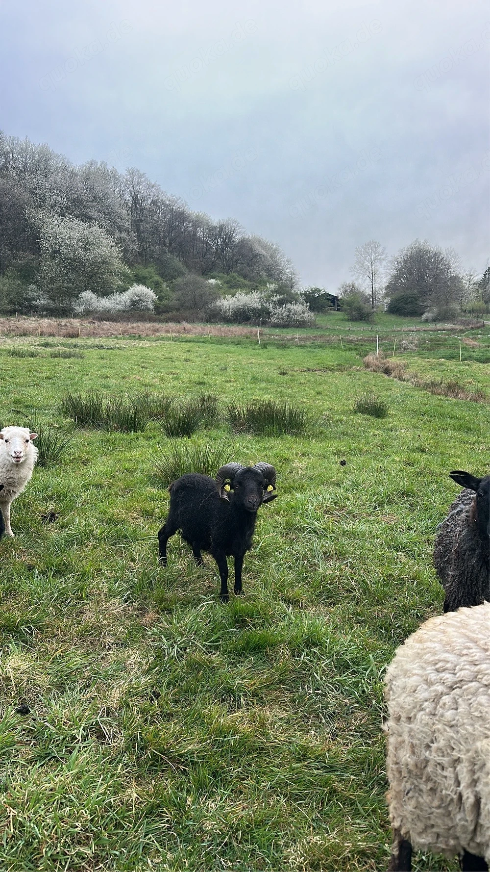 Quessantschaf Bock aus 2024 