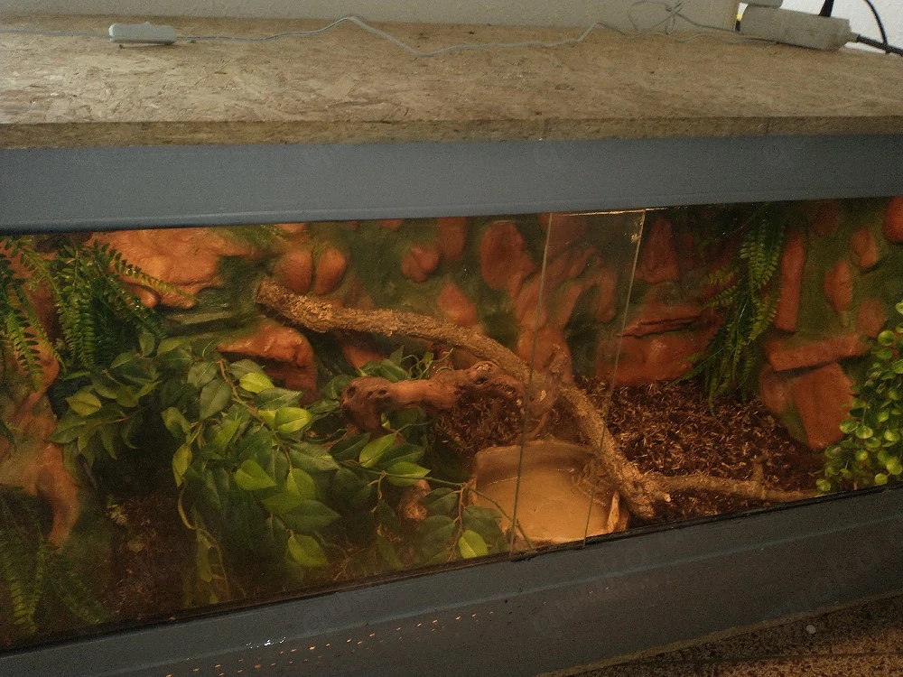 lemonblast weibchen het clwon 